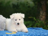 Chiots Berger Blanc Suisse LOF à vendre