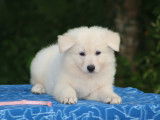 Chiots Berger Blanc Suisse LOF à vendre