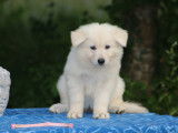 Chiots Berger Blanc Suisse LOF à vendre