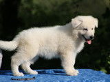 Chiots Berger Blanc Suisse LOF à vendre