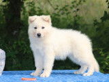 Chiots Berger Blanc Suisse LOF à vendre