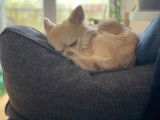 Mâle Chihuahua à poil long LOF disponible pour saillie