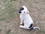Chiot de type American Bully à vendre