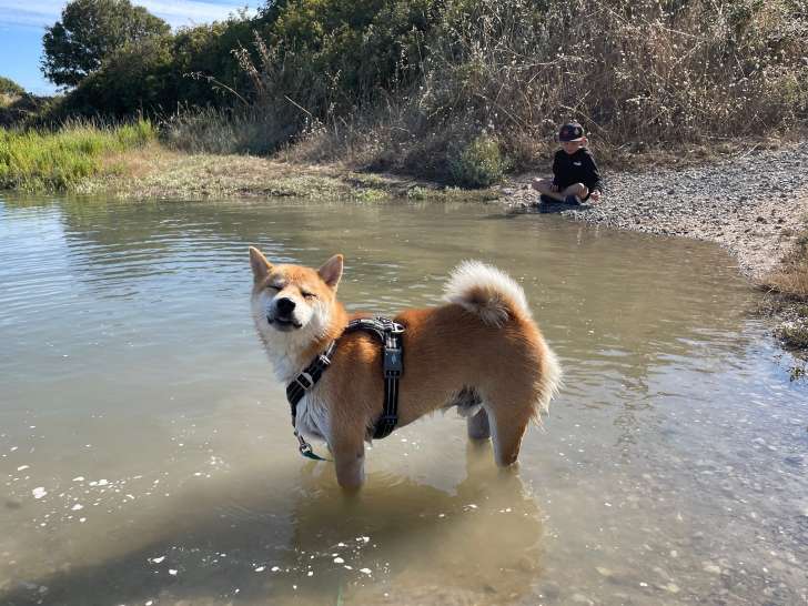 Saïku apprécie l’eau