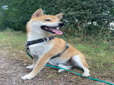 Mâle Shiba Inu disponible pour saillie