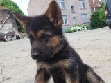 Dynamiques chiots Bergers Allemands non LOSH disponibles : 1 femelle et 1 mâle