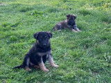 À réserver chiots Bergers Allemands non LOSH : 3 femelles et 6 mâles disponibles en juillet 2023