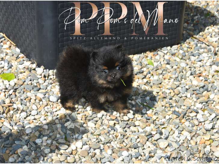Chiots Spitz Allemand