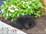 Chiots Spitz Allemand