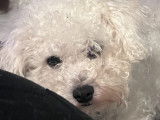 Mâle Bichon Frisé non LOF disponible pour saillie