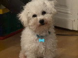 Mâle Bichon Frisé non LOF disponible pour saillie