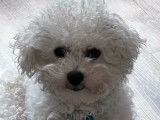 Mâle Bichon Frisé non LOF disponible pour saillie