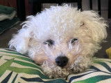 Mâle Bichon Frisé non LOF disponible pour saillie