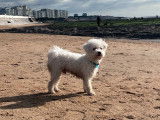 Mâle Bichon Frisé non LOF disponible pour saillie