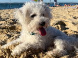 Mâle Bichon Frisé non LOF disponible pour saillie