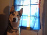 Mâle Husky Sibérien disponible pour saillie