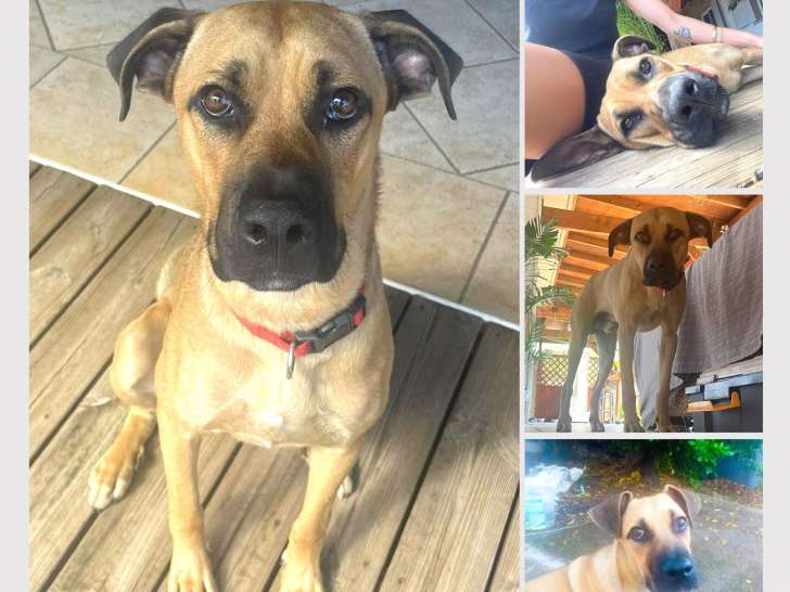 Ti Coeur, chien adulte à adopter