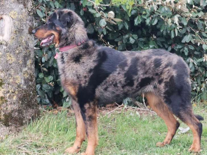 Chienne Beauceron de 3 ans au pelage arlequin vendre LOF