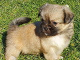À réserver 7 chiots Épagneuls Tibétains LOF de couleur fauve