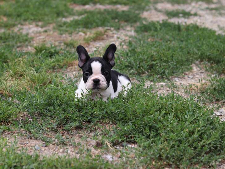 1 mâle Bouledogues Français à vendre