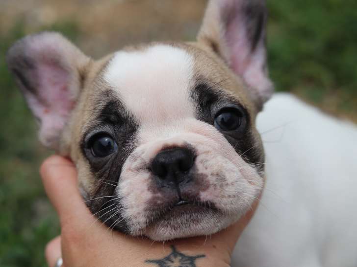 Chiot Bouledogue Francais à vendre