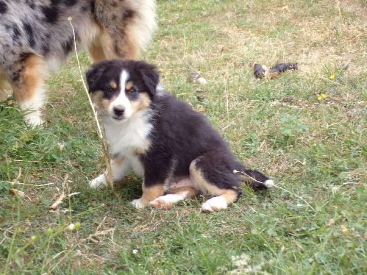 2 chiots Bergers Américains Miniatures LOF tricolores à la vente