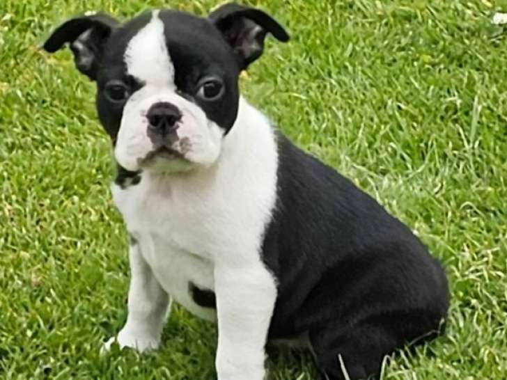 À réserver 3 chiots Boston Terriers LOF
