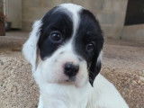 5 chiots Setters Anglais blue belton LOF disponible à la réservation