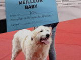 Un chien Patou adulte LOF d’un an à vendre