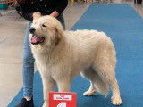 Un chien Patou adulte LOF d’un an à vendre