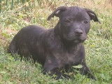 &Agrave; acheter 7 chiots Staffordshire Bull Terriers LOF