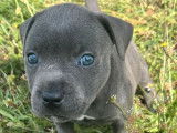 4 chiots mâles Staffordshire Bull Terriers LOF disponibles à la réservation