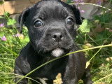 4 chiots mâles Staffordshire Bull Terriers LOF disponibles à la réservation