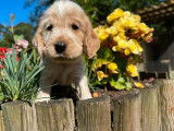 Des chiots Cockers Anglais LOF à réserver