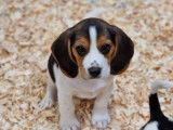 Des chiots Beagles à réserver