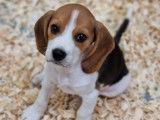 Des chiots Beagles à réserver