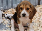 Des chiots Beagles à réserver