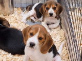 Des chiots Beagles à réserver