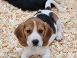 Des chiots Beagles à réserver