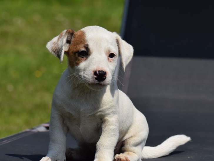 3 chiots mâles Jack Russell Terriers disponibles