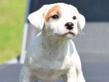 3 chiots mâles Jack Russell Terriers disponibles