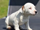 3 chiots mâles Jack Russell Terriers disponibles
