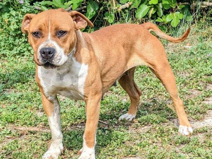 Chienne American Staffordshire Terrier LOF fauve pan blanc de 3 ans à vendre