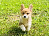 Chiot femelle Welsh Corgi Pembroke LOF rouge et blanc à vendre