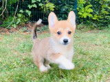 Chiot femelle Welsh Corgi Pembroke LOF rouge et blanc à vendre