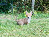 Chiot femelle Welsh Corgi Pembroke LOF rouge et blanc à vendre