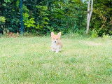 Chiot femelle Welsh Corgi Pembroke LOF rouge et blanc à vendre