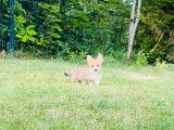 Chiot femelle Welsh Corgi Pembroke LOF rouge et blanc à vendre