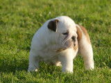 2 chiots femelles Bulldogs Anglais LOF disponibles