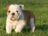 2 chiots femelles Bulldogs Anglais LOF disponibles